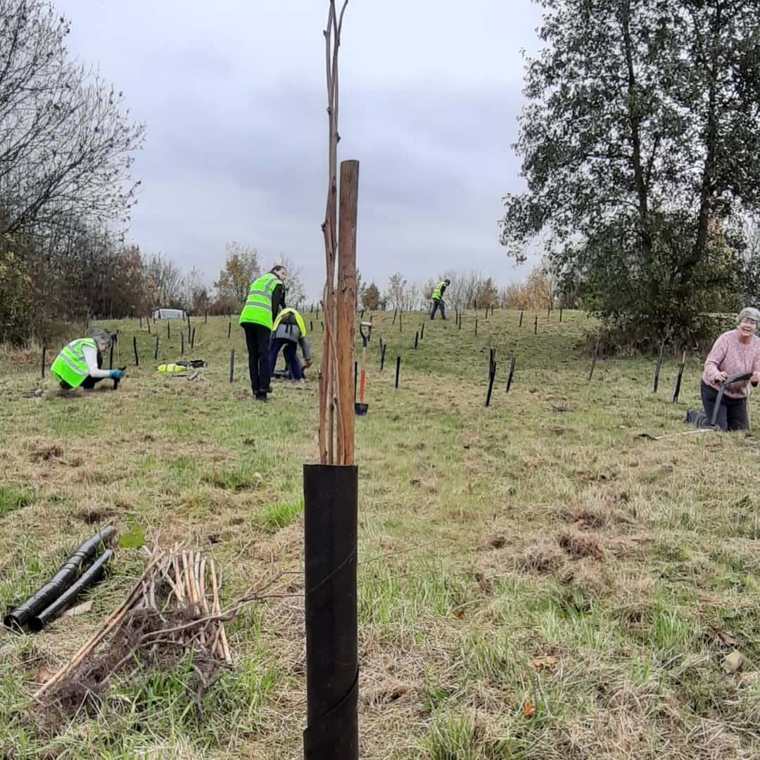 With the help of our volunteers and @rotherhamcouncil we planted approximately 250 trees at Ickles Lock today! Roughly 1/4 of the trees that will be planted at this site. 

#trees #TreePlanting #volunteering #volunteer  #DonCatchmentRiversTrust #RotherhamCouncil