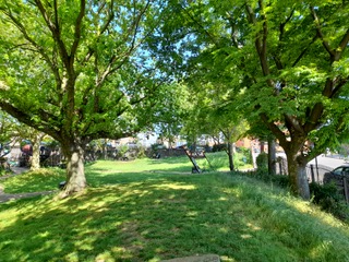 meanwhilegdns's tweet photo. Back to summer! The #SilverMaples #ASaccharinum (on the left), abound in our gardens while the tree on the right is our sole specimen of a Japanese #Zelkova #ZelkovaSerrata We love the Zelkova's bark, which flakes off in a pattern similar to the London Plane #w10 #trees #rbkc🌳🌿 https://t.co/7Hvr0w5Lzx