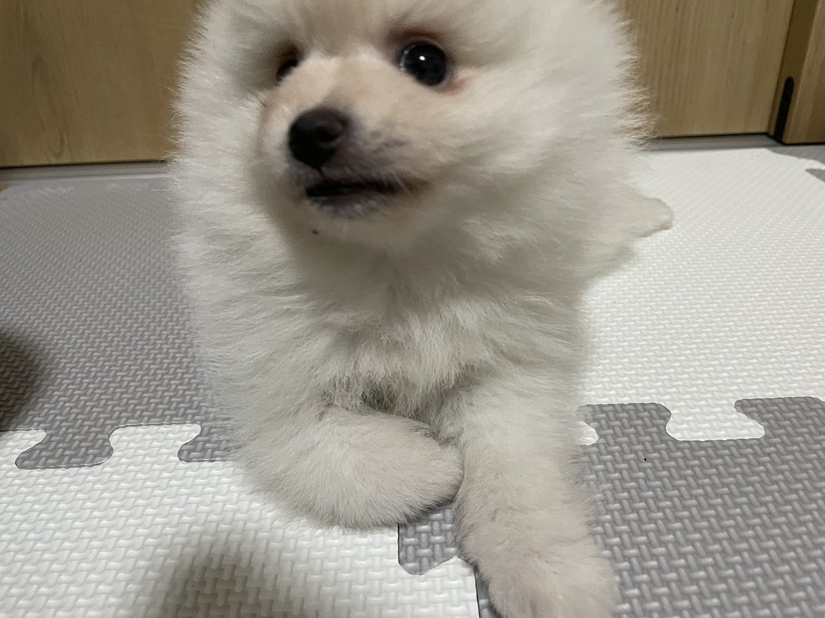 ho2_aka's tweet photo. ポメラニアンの女の子、860g🐶
お米のように白いので、あきたこまちから命名、小町です。
夫婦ふたりの空間に小さなかわいい娘がきました。
#ポメラニアン https://t.co/15xjxBWEoc