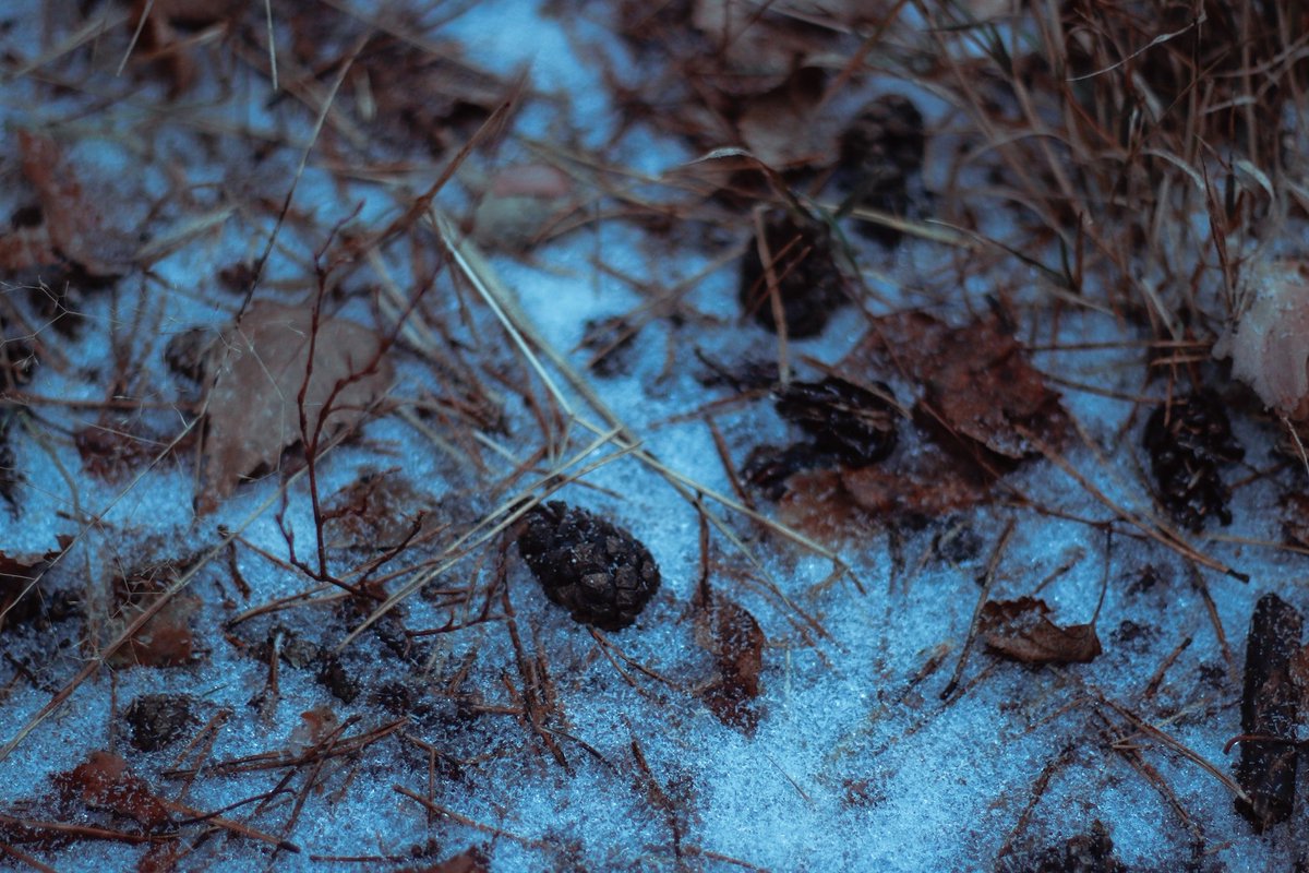 NatalieIna's tweet photo. Cold dreams before the arrival of Winter.
Model - Inna Malygina.
Natalie Ina Photography 2021.
#coldcolors #melancholy #naturephotography #atmosphericphotography #paleness #NatalieIna #natalieinaphotography https://t.co/dRJhwIFyPZ