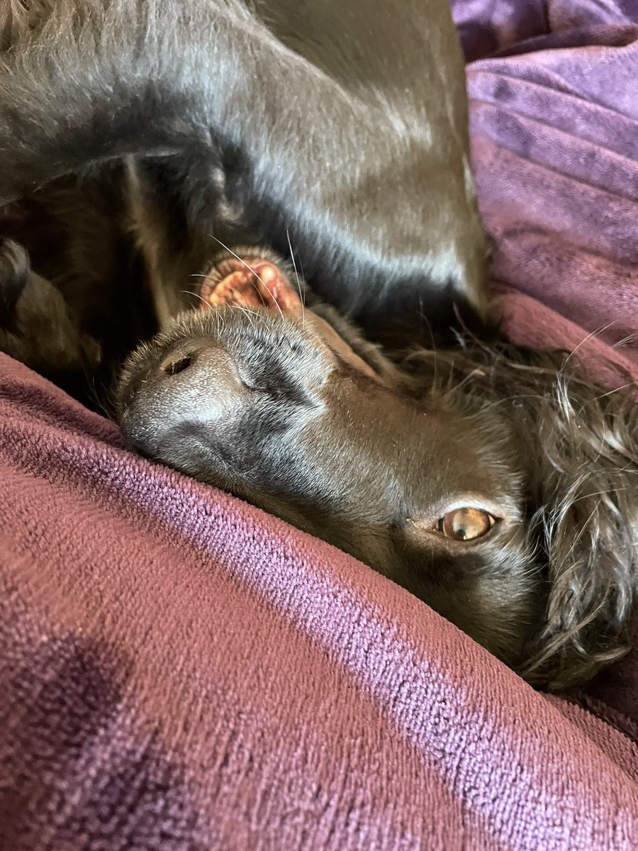ChloeNuttman's tweet photo. me 🤝 being obsessed with my dog https://t.co/vhYKc55pXM