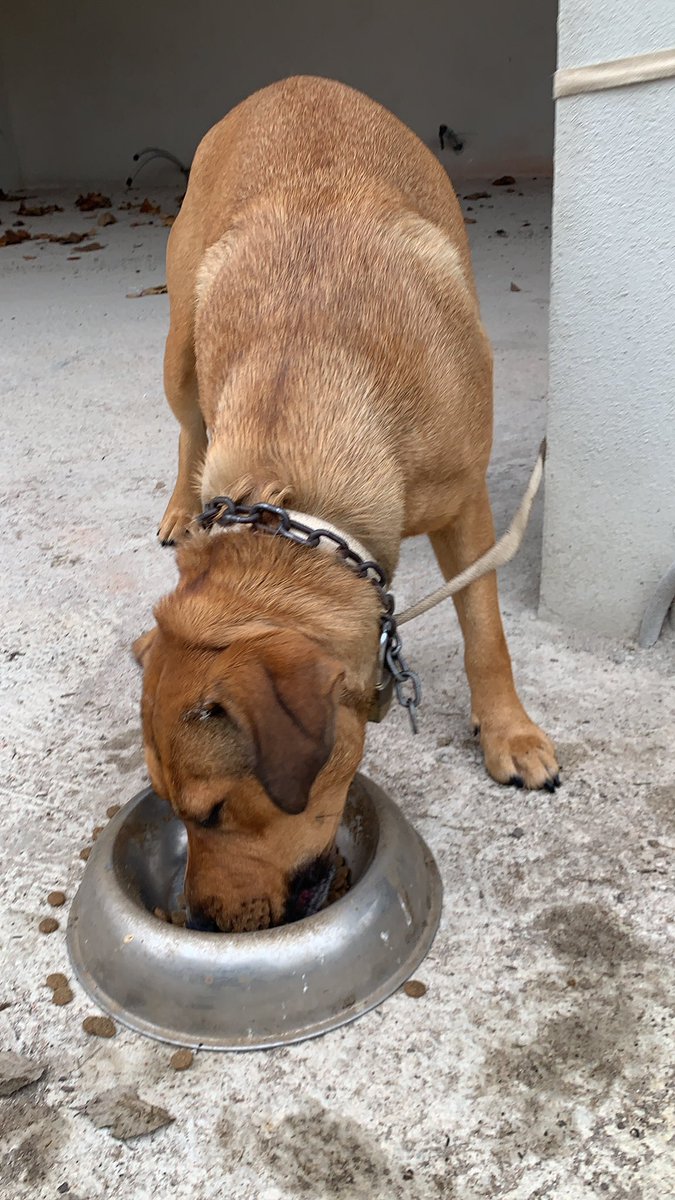 agromenauer's tweet photo. Gossa trobada a Les Preses, sense identificació, amb una cadena grossa com a collar i un candau gros penjant
És molt tranquila i confiada, uns 30 quilos
Me l’he emportat a casa perquè els de la protectora estan ocupats i a la carrerera hauria provocat accident
Que volti! https://t.co/zv9svUUH8Z