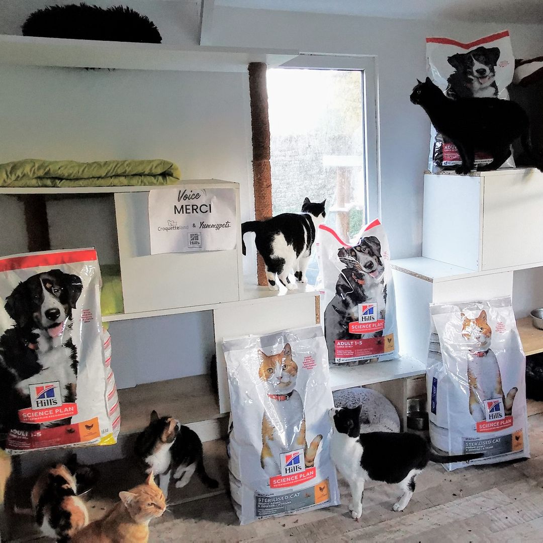 L'association Les Minis Bouilles a reçu ses 75kg d'alimentation grâce au programme solidaire Voice et à nos partenaires <a href="/CroquetteLand/">Croquetteland</a> et <a href="/hillspet/">Hill's Pet Nutrition</a>. Merci pour vos clics solidaires sur sa cagnotte durant tout le mois d'octobre. 💚