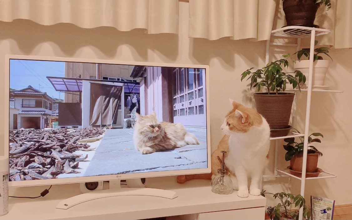 猫も見る、岩合光昭さんの世界ネコ歩き