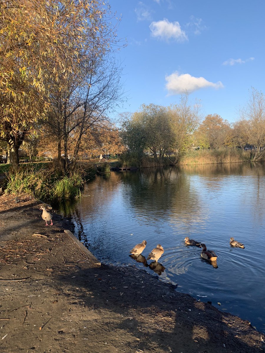 Looking away from the crowd…. 

#beingyourself #TherapistsConnect #LondonParks #ClaphamCommon #Egyptians #blueskyinAutumn