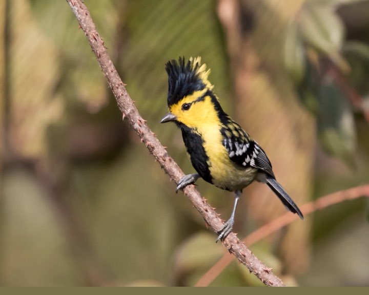 Next set of #Himalayan  #highaltitude birds are Tits. A shortened version of the Old English ‘Titmice’ or small. These 4, the Coal, Grey-crested, Green-backed & Yellow-cheeked are all common birds that are very vocal, sociable & adaptive & come close to habitation  #IndiAves