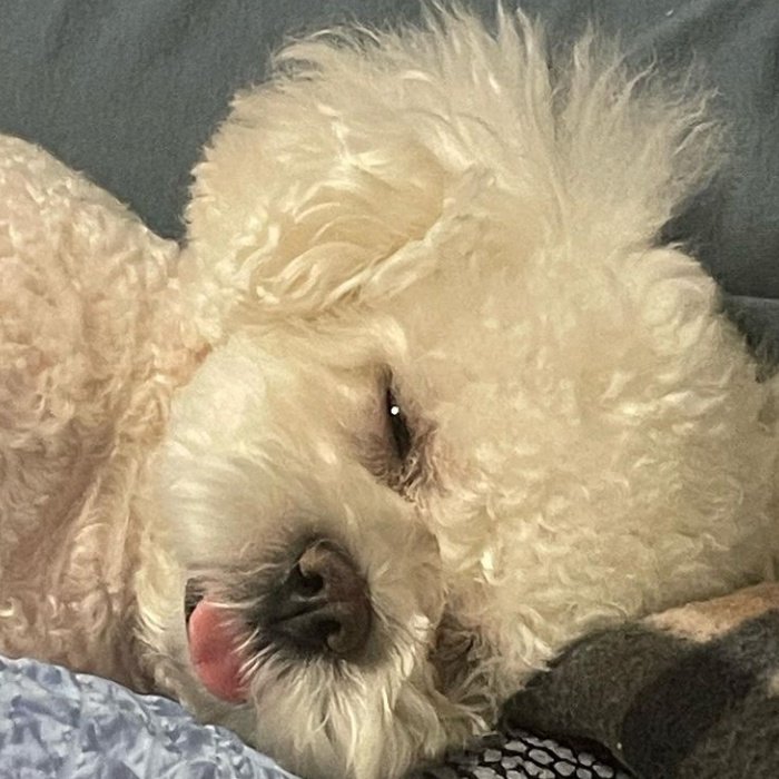 mingyu as puppies 🐶 (@mingyupuppies) on Twitter photo 