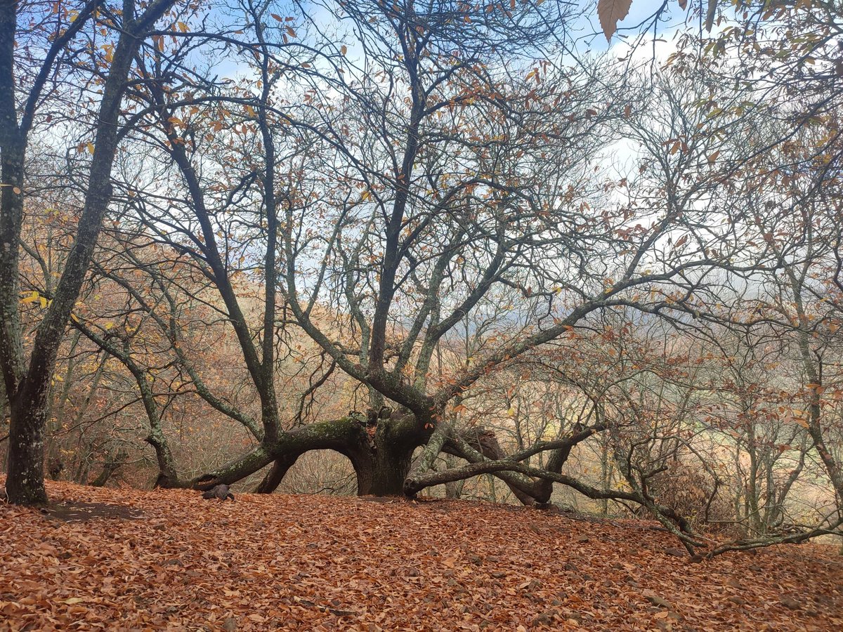 21/11/2021. Castaño Rebeco, Igualeja, Málaga, España. #senderistasdeteba #igualeja