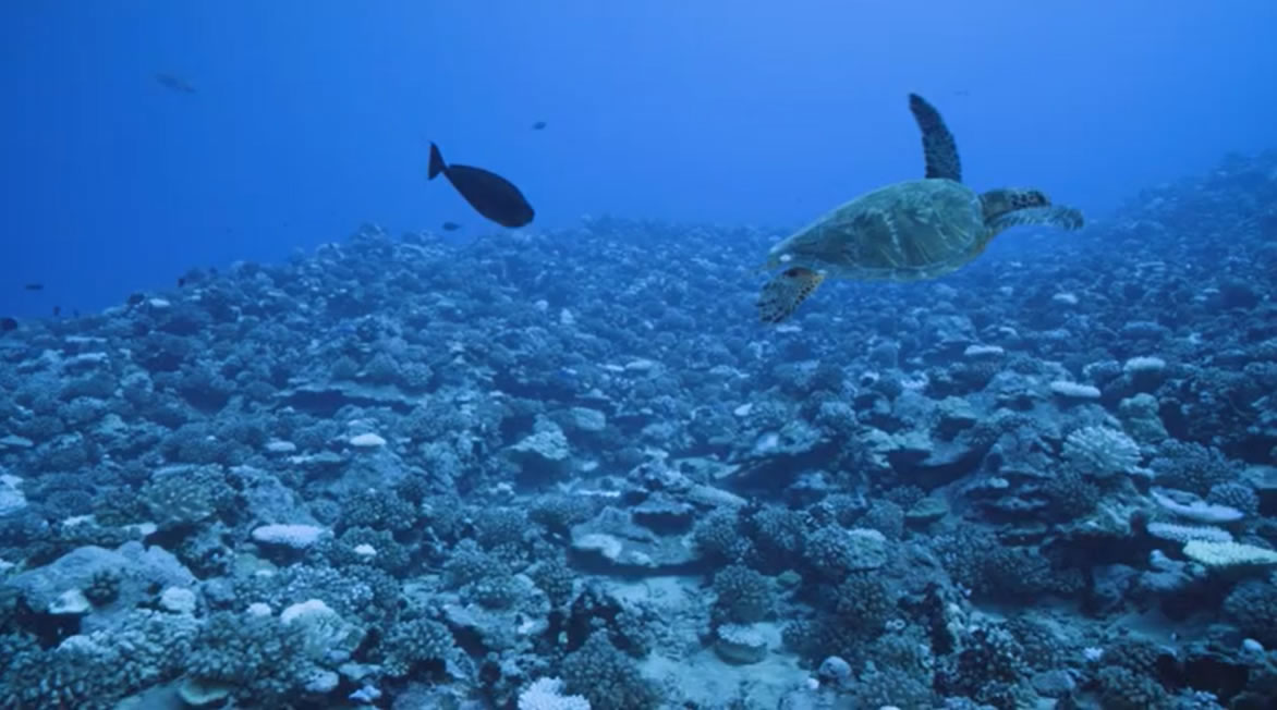 “I want to thank you for organising this event. The content and activities on the site are amazing and I think my students have got a lot out of the challenges.” Charlotte Lemaitre, Teacher, The British School of Brussels, Belgium. #wildwisdom21