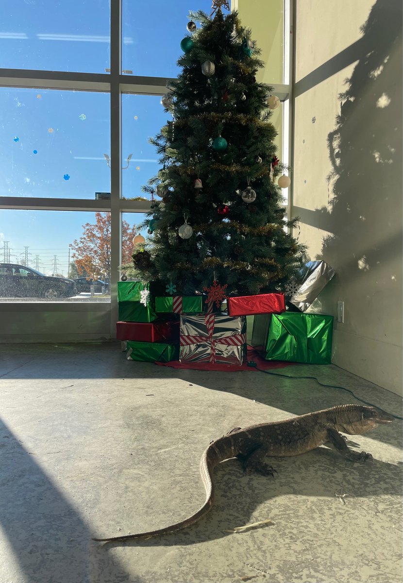 It's beginning to look a lot like Christmas at Reptilia and Newt is loving it!🦎