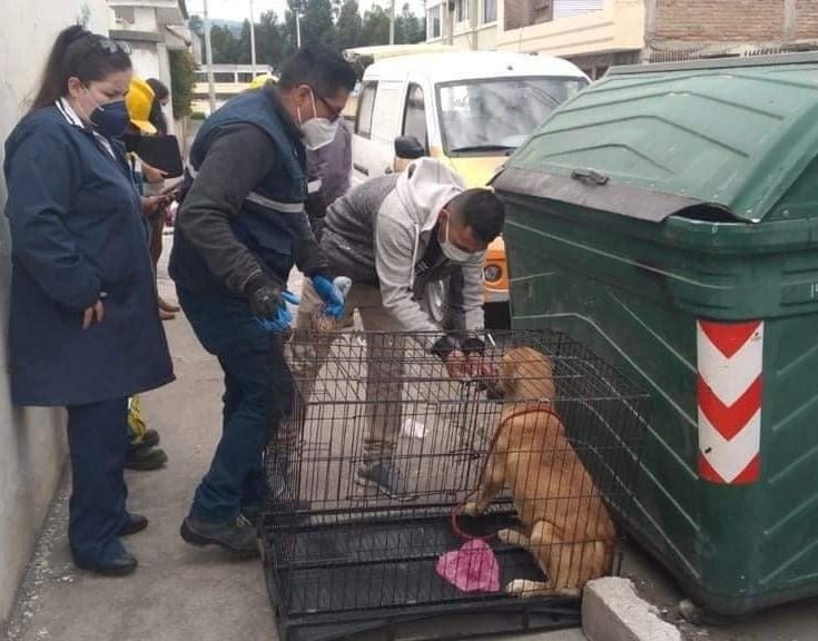 paultutiven's tweet photo. INDIGNACIÓN
Un perro fue amarrado y abandonado en el interior de un contenedor de basura. La mascota fue rescatada luego que ciudadanos escucharan sonidos extraños. Ocurrió en el barrio La Primavera en Riobamba. @teleamazonasec https://t.co/Wkd3TFBJOm