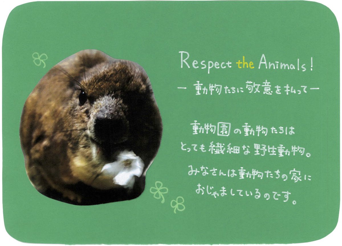 FukuyamaZoo's tweet photo. かつて担当したパートナーたちに思いを巡らす。
小動物ゾーン担当の私はよくあります。
みなさんはどうですか?
画像の彼らには、現在も掲示物として活躍してもらっています。
(彼らのエピソードは福山zooの過去のブログから▷▶︎https://t.co/XuCsgV0CKI)
#RespectTheAnimals
#福山市立動物園 https://t.co/g4rwN4rCM9