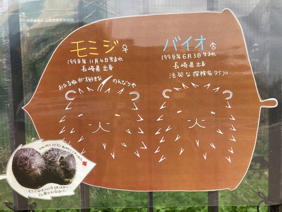 FukuyamaZoo's tweet photo. かつて担当したパートナーたちに思いを巡らす。
小動物ゾーン担当の私はよくあります。
みなさんはどうですか?
画像の彼らには、現在も掲示物として活躍してもらっています。
(彼らのエピソードは福山zooの過去のブログから▷▶︎https://t.co/XuCsgV0CKI)
#RespectTheAnimals
#福山市立動物園 https://t.co/g4rwN4rCM9