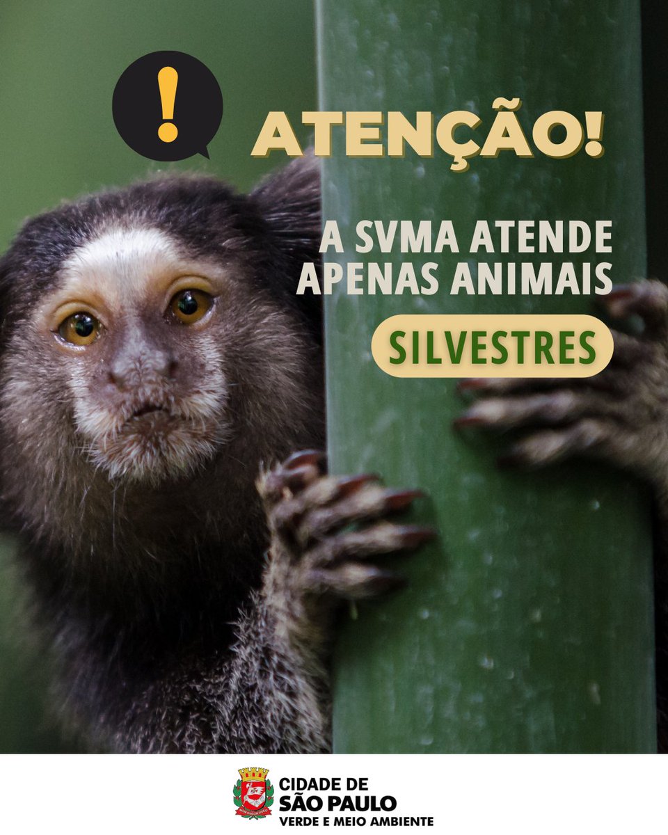 svmasp's tweet photo. Você já sabe sobre a Lei municipal nº 17.703/21?
A SVMA continuará a tratar exclusivamente os animais silvestres. Já a SMS tratará os animais domésticos e de grande porte.
#maustratos #animaissilvestres #animaisdomesticos #saopaulo #instasp #animal #meioambiente #svma https://t.co/3K54ZzNUrv