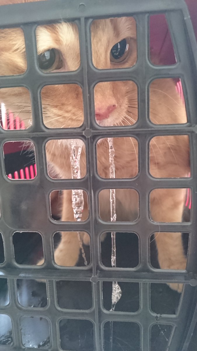 maniac_cup's tweet photo. Vet Time 😳😡#Cats #CatsOfTwitter #Cat https://t.co/PrWCa28CIm