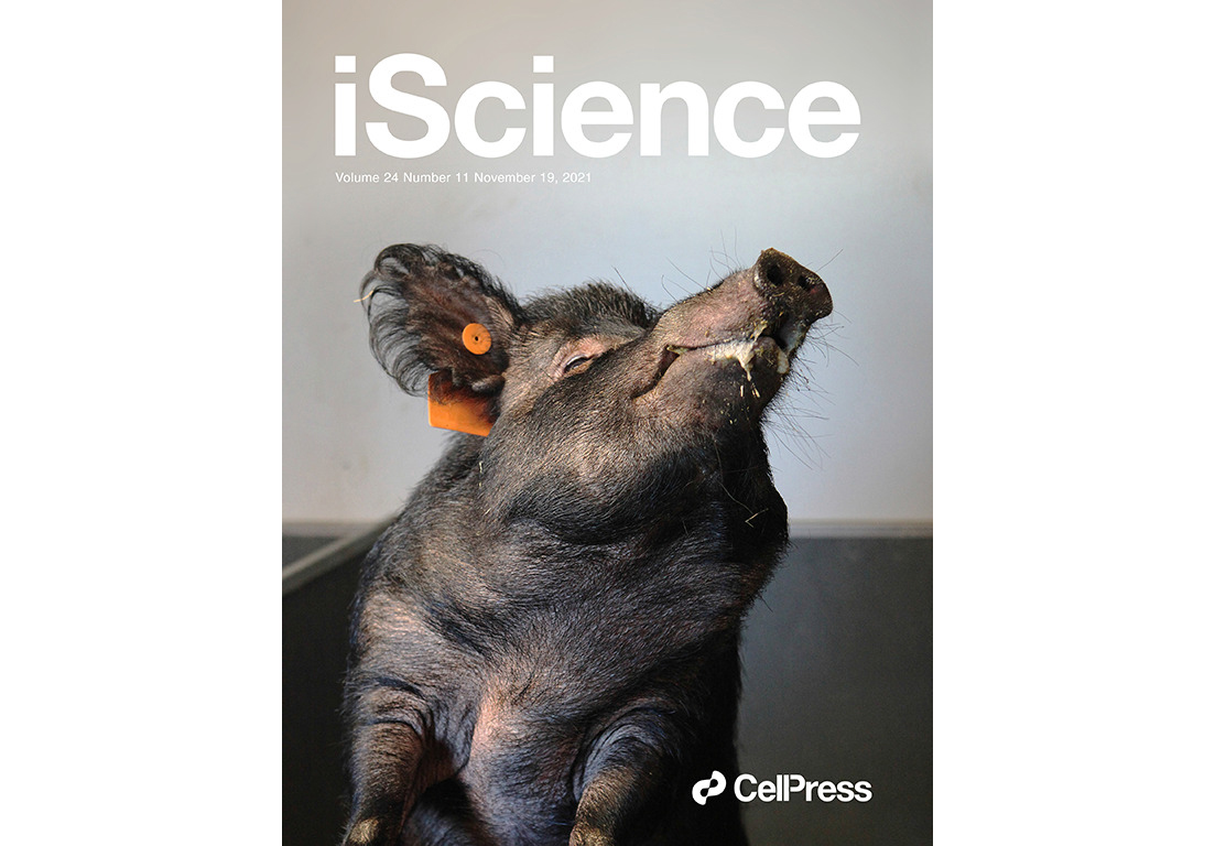 DTU_HealthTech's tweet photo. This is Donna. We think she looks immensely proud to be a cover girl on the cover of iScience. Read the paper by Peter M. H. Heegaard and colleagues about how the Ossabaw pigs help us understand human obesity: https://t.co/oaO1UKb3Na
@DTUtweet #dkforsk #dkvid #obesity https://t.co/eu7qulBVuC