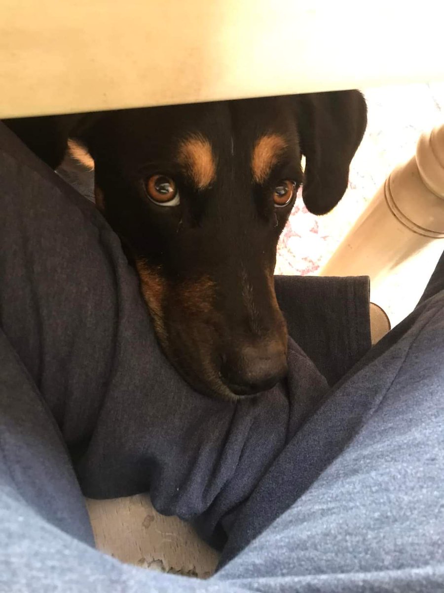 CPR Dogs tweet media