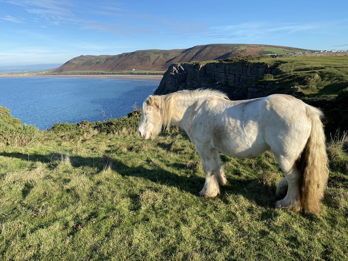 AGriff_74's tweet photo. Had an absolute great morning taking in the fantastic views of #Rhosili #gowernt Worms Head, from the Hilltop over looking the beach and then over to Worms Head. It hit me this morning, on how lucky we are to have this place on our doorstep, Cymru fach never disappoints us π΄σ §σ ’σ ·σ ¬σ ³σ Ώπ΄σ §σ ’σ ·σ ¬σ ³σ Ώ https://t.co/FCg1yPWwOO