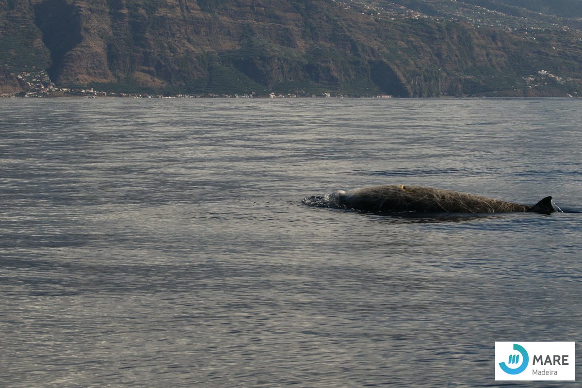 MARE-Madeira I Aquatic Research Institute tweet media