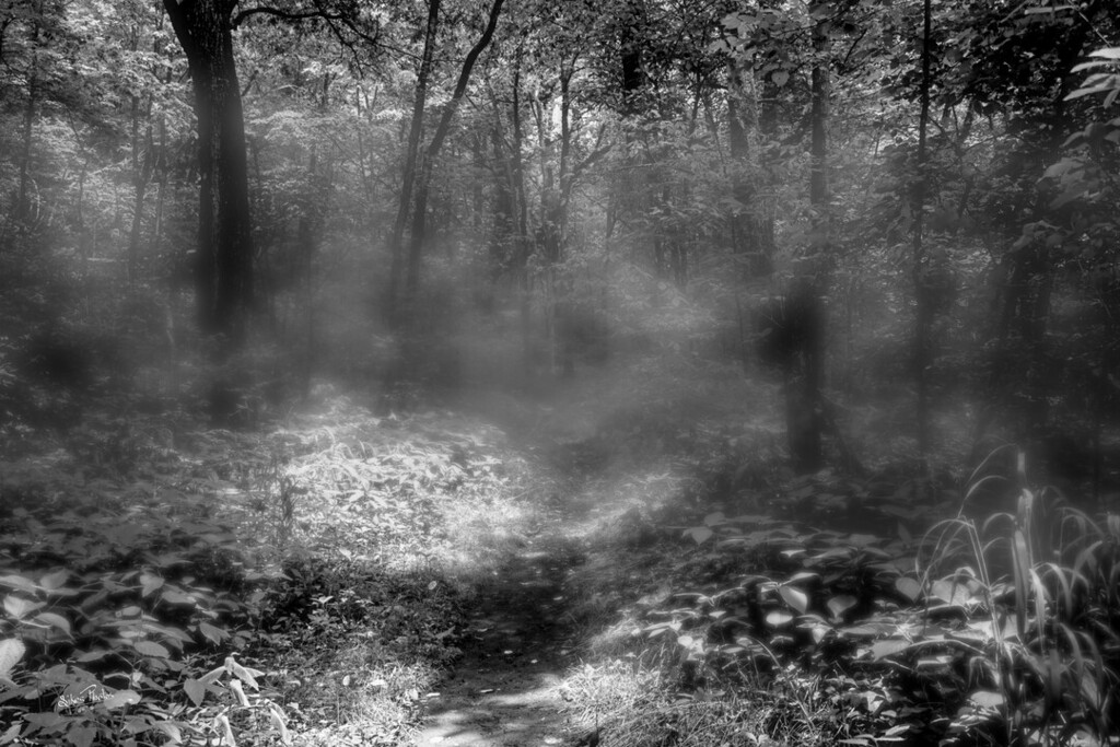 PhotosSikes's tweet photo. Would You Go Hiking In A Dark Fog? https://t.co/6DR7acyeg1 https://t.co/7MMBkOa1SM