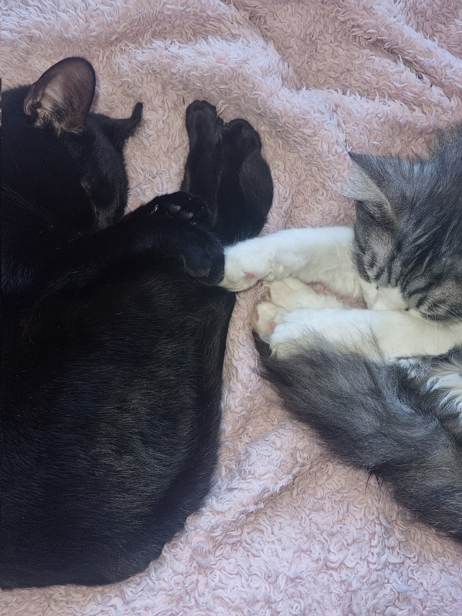 Bethmidd's tweet photo. They're holding paws 😭 https://t.co/leL9dbpagP