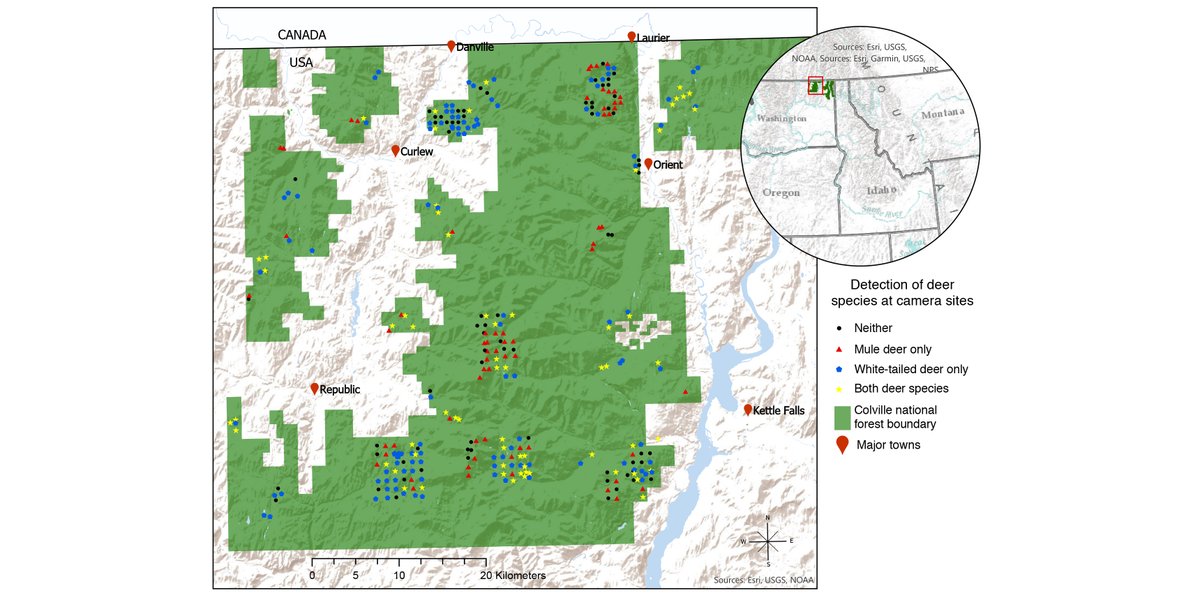 ESAEcosphere's tweet photo. Where #MuleDeer and #WhiteTailedDeer co-occur, how much do their realized habitat niches overlap?
https://t.co/jpbRUoxUEA
#CameraTraps #OccupancyModels #OpenAccess
@MSEC_WSU @SoeWsu @WSU_Research https://t.co/cPzkXxZUv1