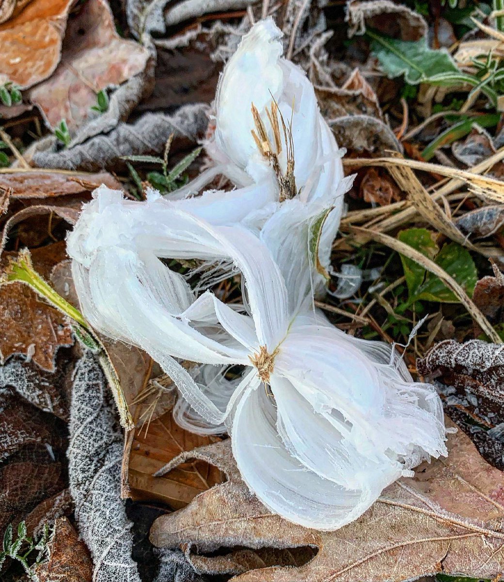 lucekel's tweet photo. This morning we had rabbit ice, aka “frost flowers.” Thin layers of ice are extruded through long-stemmed, hardy-ish plants (like ironweed and frostweed seen here) and create little sculptures that melt and disappear when the sun hits them https://t.co/QfAcoD8rA2