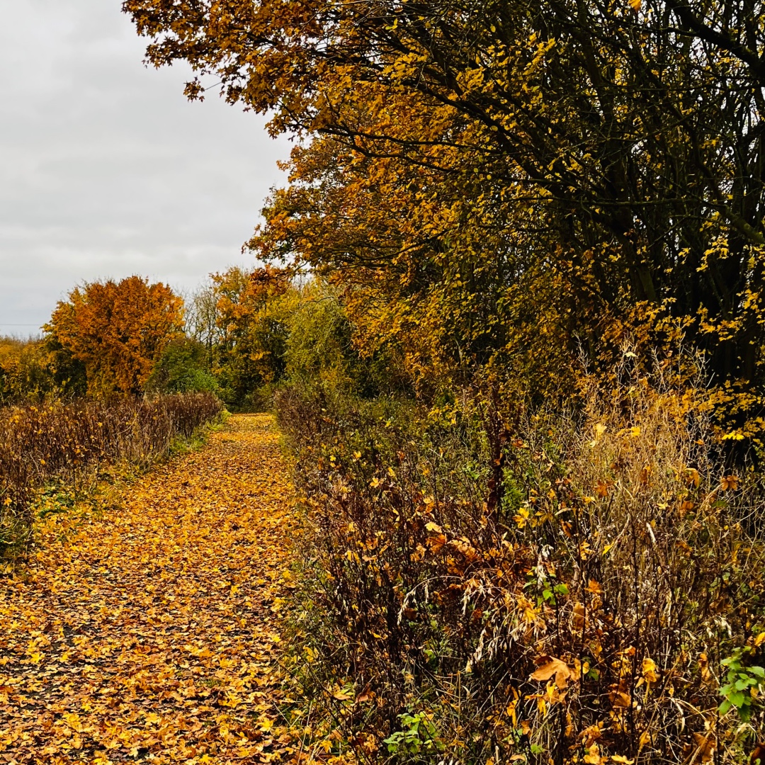 MarvellousMinds's tweet photo. Autumn rolled out the golden carpet for me.
#GreySkies
#ChillyWalk https://t.co/K9NJa9JhJm