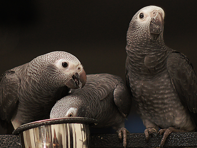 In an experiment, African grey parrots were taught to buy food using tokens. When paired up, without any incentive for sharing, parrots with tokens started to give some to their partners which had no tokens, so that everyone could eat [read more: buff.ly/35E2kTl]