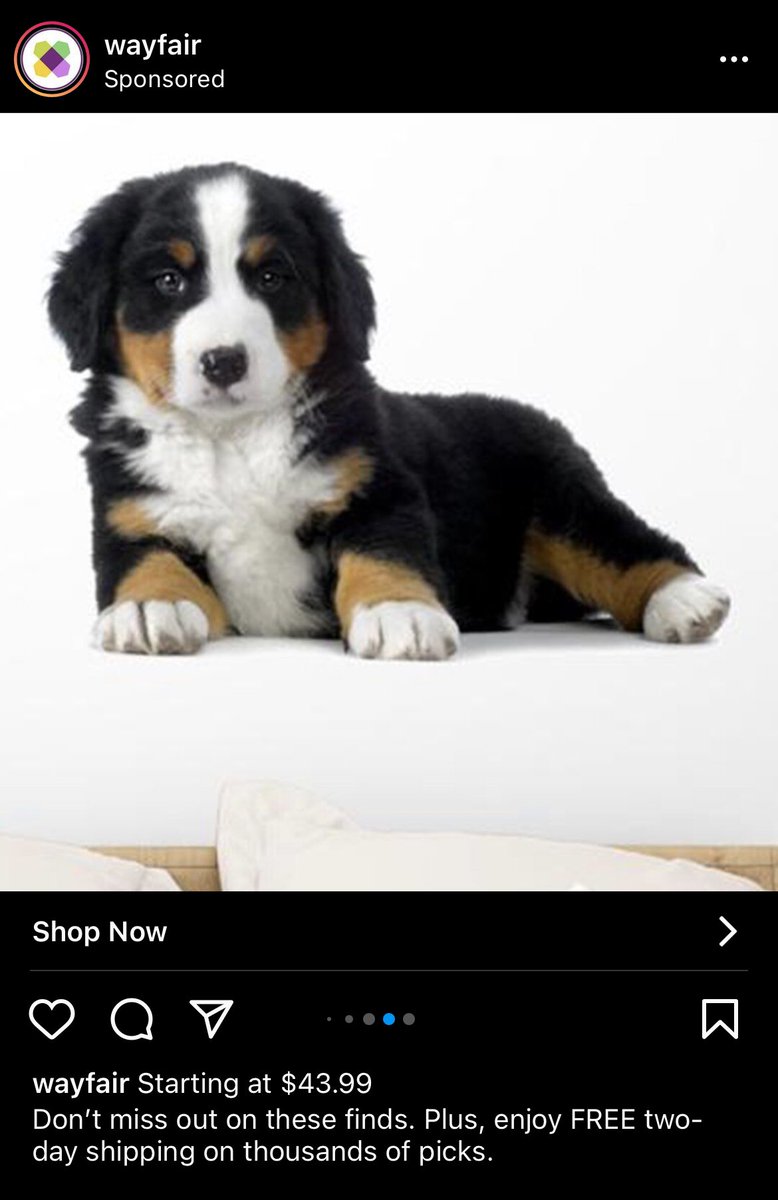 guapo_mary's tweet photo. Wayfairs doin dogs now? https://t.co/YTE1XyVykv