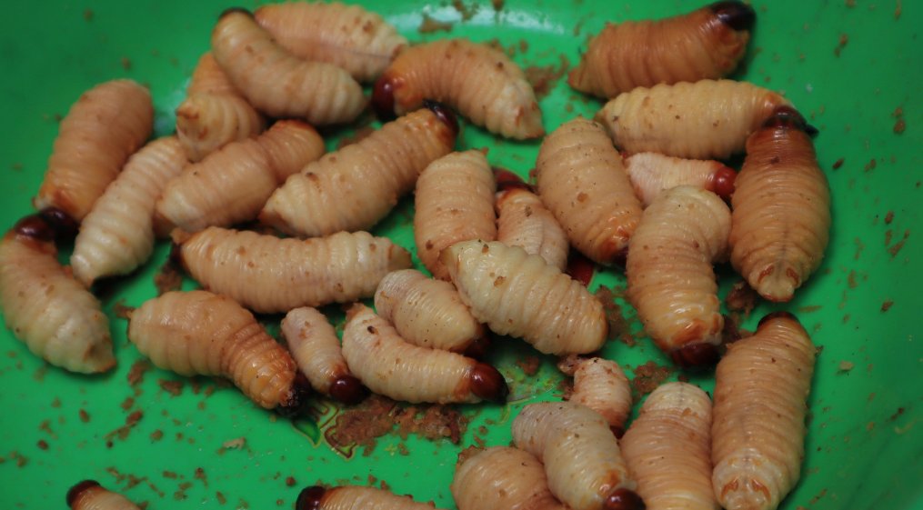 AJEnglish's tweet photo. Bugs for breakfast?

Insects could be key for the future of food https://t.co/gl76pQpToz https://t.co/GJyTiLXQvo