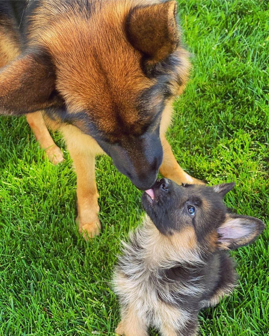 German Shepherd Lovers Page Gsdloverss Twitter