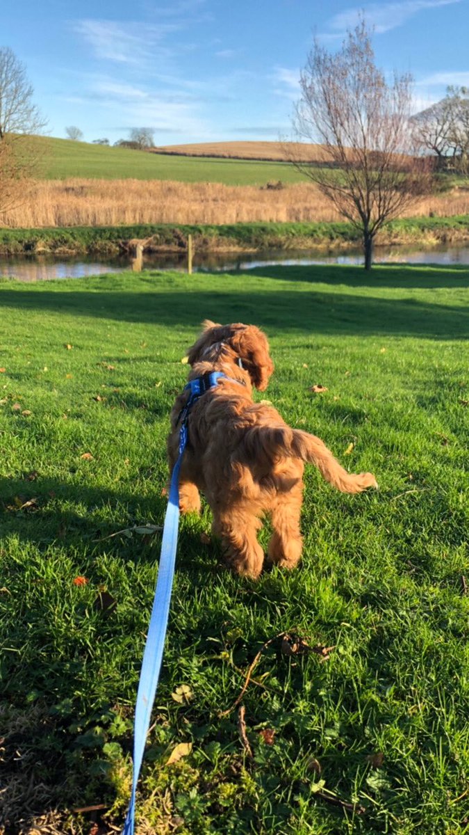 AlisonGinger76's tweet photo. Been a bit overwhelmed by the work and responsibility of pup life but then we went for the littlest walk at lunchtime and it’s all good #lifewithClyde https://t.co/sRJyXp8yN3