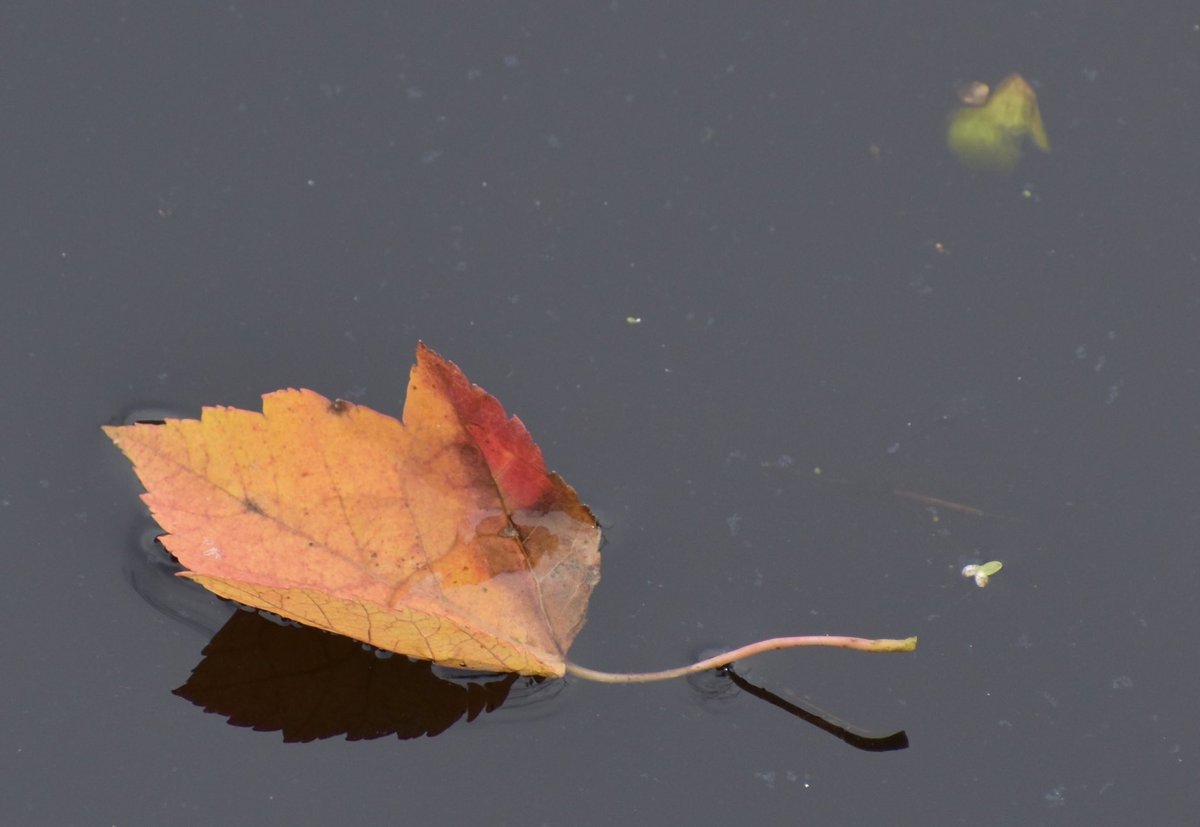 stephwmo's tweet photo. “Solitude helps you find peace, peace helps you find happiness”.
.
#nature #naturephotography  #foliage #solitude #peace #tranquility #happiness #happylife #alonetime #alonetimeisgood #floating #newenglandphotography #stephaniessliceoflife #fall #fallinnewengland https://t.co/3Ig2yJAQ2W