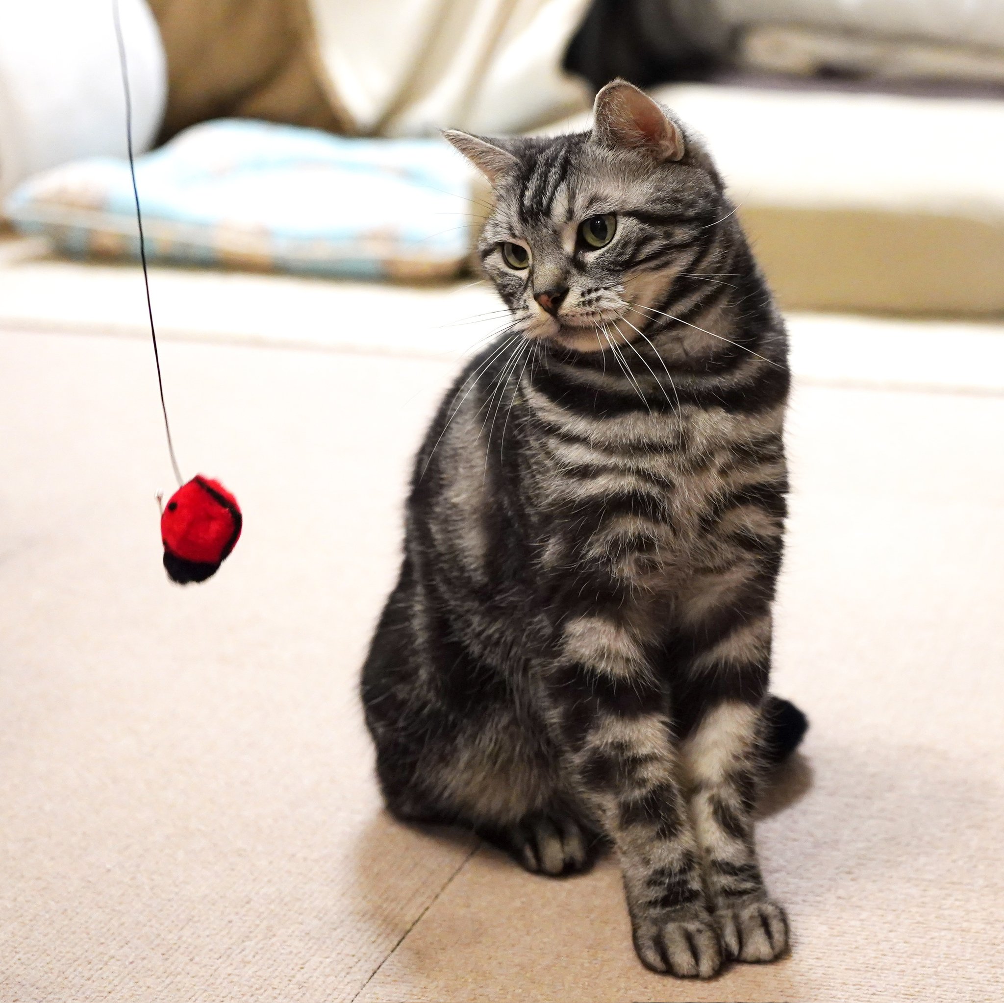 お行儀の良い猫 Twitter Search Twitter