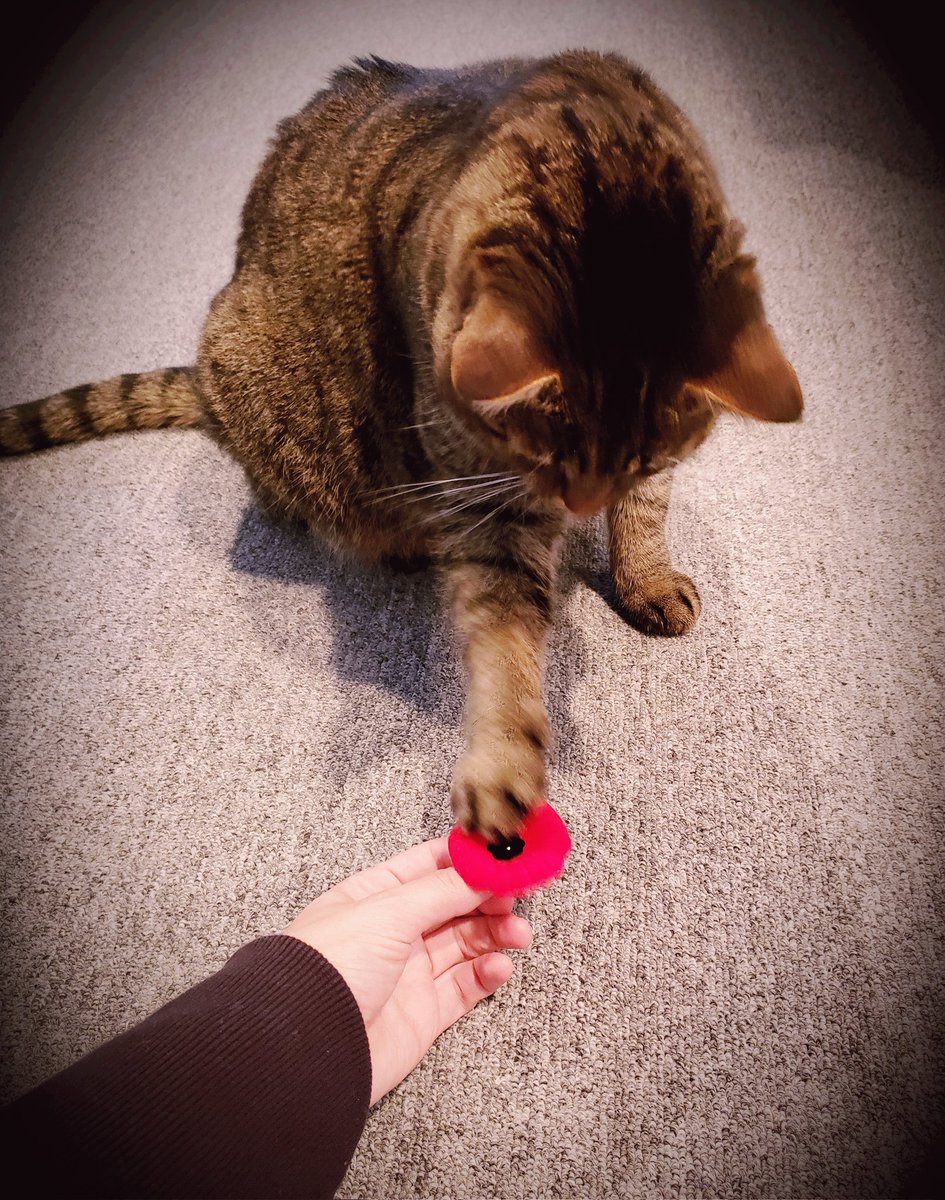 Remembrance Day may be behind us but I can still teach The Jaunty Cat! 

#remembranceday2021 #poppy  #CatsOfTwitter