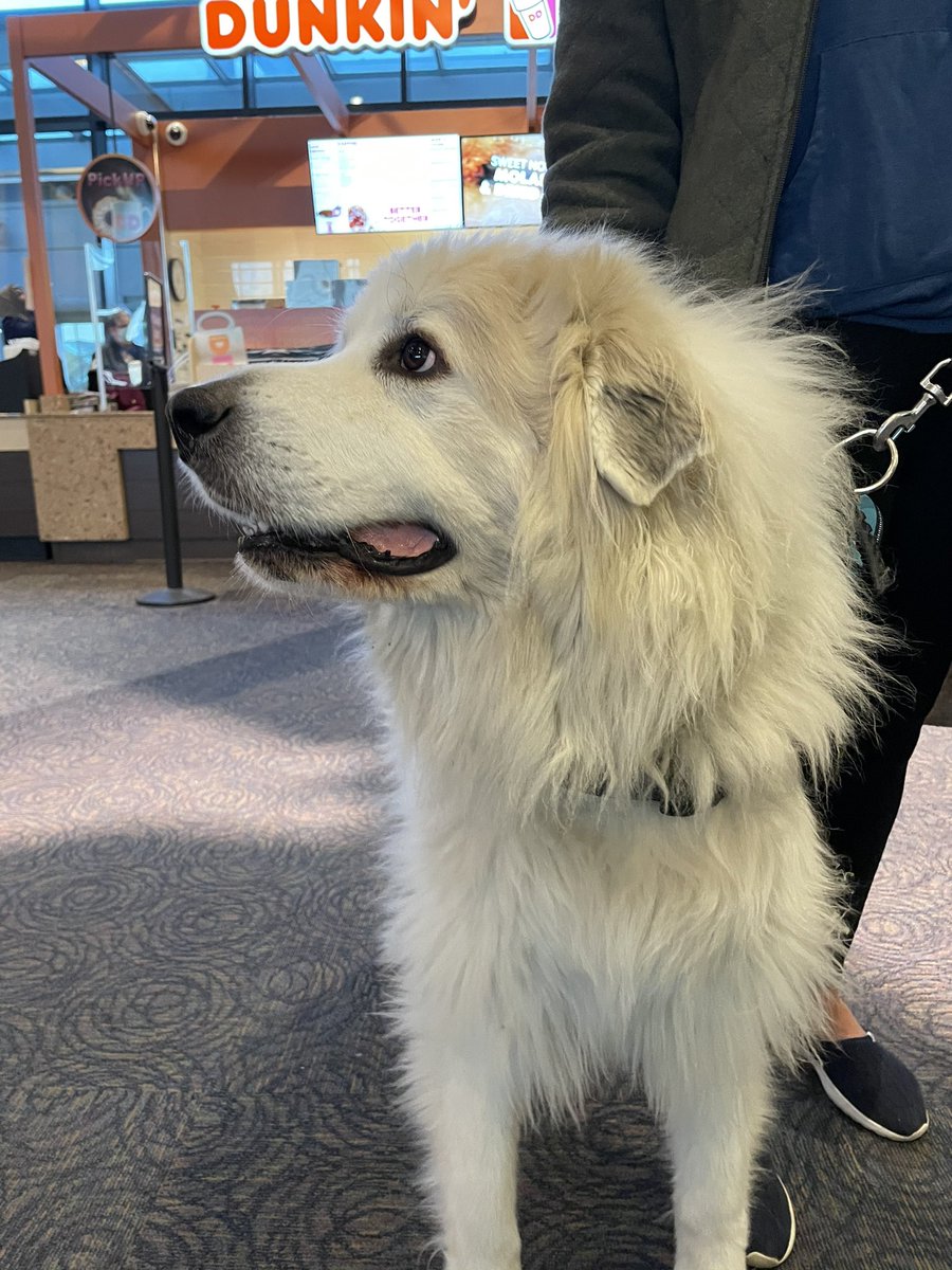 angelobav's tweet photo. Service dog Walter is nervous for his flight to Florida today. Please send him well wishes!!!! https://t.co/WcNTuKqqp5