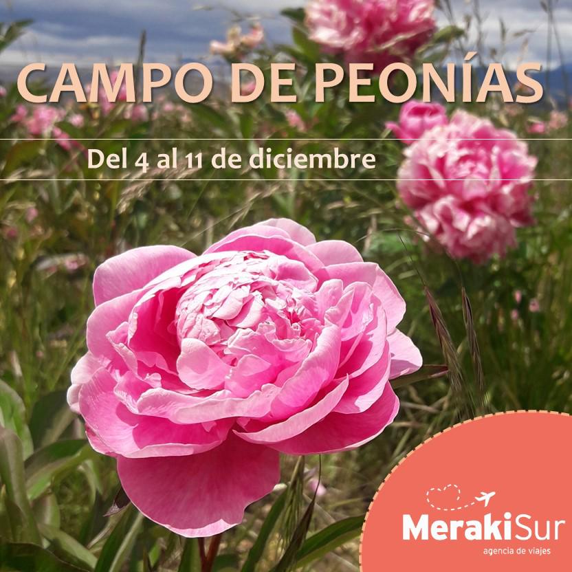 MaruOrtizTw's tweet photo. 📍 #AldeaEscolar - #Trevelin
Campo de #PEONIAS 🌸
✨ "Son 3ha. con 8 colores. La temática para los tapices de este año será "aves" (la nuestra es la Loica). Son plantas de rizoma. Se exportan mucho a EEUU" Griselda Boyraz en @CadenaTiempo
@EEAChubut @TurismoTreveli1 https://t.co/wUFlmGncsm