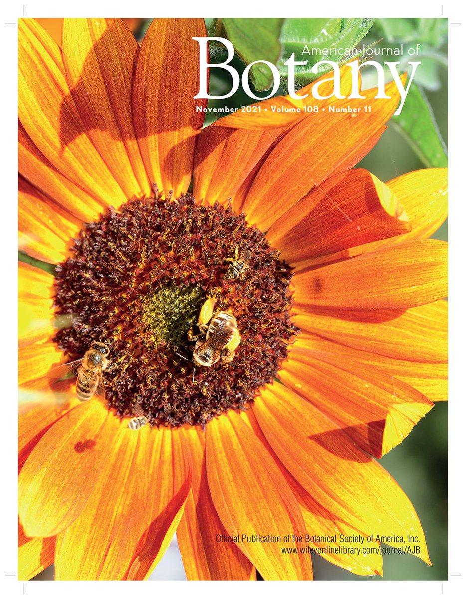 Meta-analysis of single visit #pollination effectiveness comparing #honeybees &amp; other floral visitors (new #AJB research by @_MaureenPage <a href="/BuzzNicholson/">Charlie Nicholson</a> @jH_wisc <a href="/EcoRosey/">Nick Rosenberger</a> <a href="/clarastuligross/">Clara Stuligross</a> <a href="/cicadachaser/">Louie Yang</a> et al)  bsapubs.onlinelibrary.wiley.com/doi/10.1002/aj… <a href="/wileyplantsci/">Wiley Plant Science</a> <a href="/WileyEcolEvol/">Wiley Ecology & Evolution</a> <a href="/WilliamsBeeLab/">Williams Lab UC Davis</a>