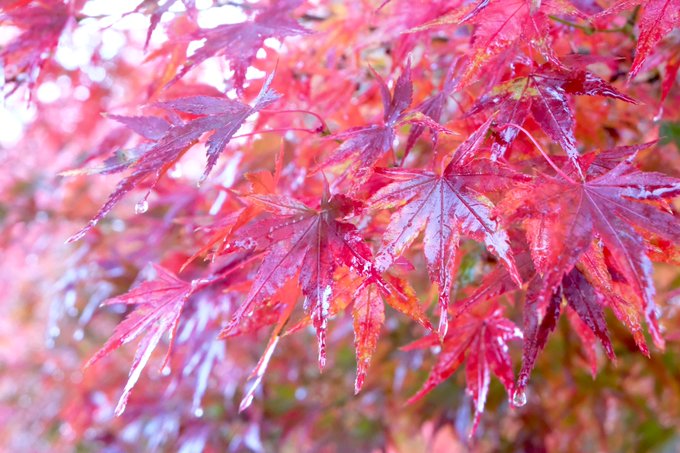 紅葉 高画質 のtwitterイラスト検索結果