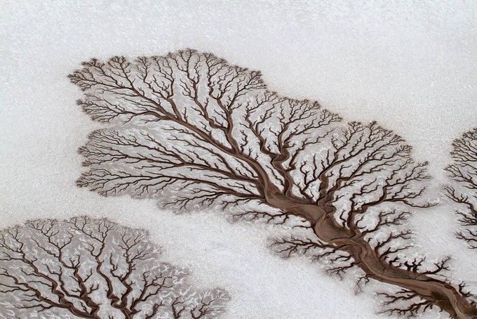 This picture was shot by photographer Adriana Franco while flying on a trike ultralight over the coast of Baja California, México, where the sea joins the desert forming rivers of tree-like figures [source: buff.ly/3vxm09A]