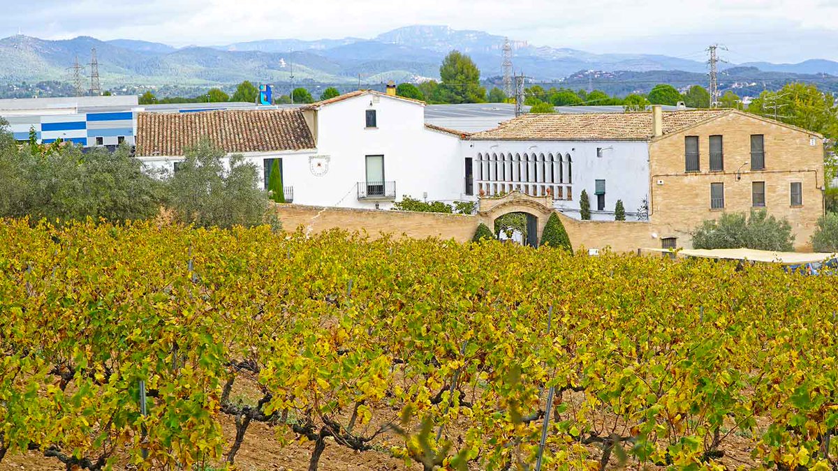 Així és la visita a <a href="/fincacanestella/">Bodegues Can Estella</a>, a 20 minuts de BCN. Una masia del 1800, plena d'encant, envoltada de vinya i boscos. Totes les visites tenen combo gastronòmic. 💚 
 
Ves-hi amb amics, família o parella. #enoturista <a href="/TurismeBaixLlob/">TurismeBaixLlobregat</a> <a href="/penedesturisme/">Penedès Turisme</a>

➡️enoturista.cat/destinacions/6…