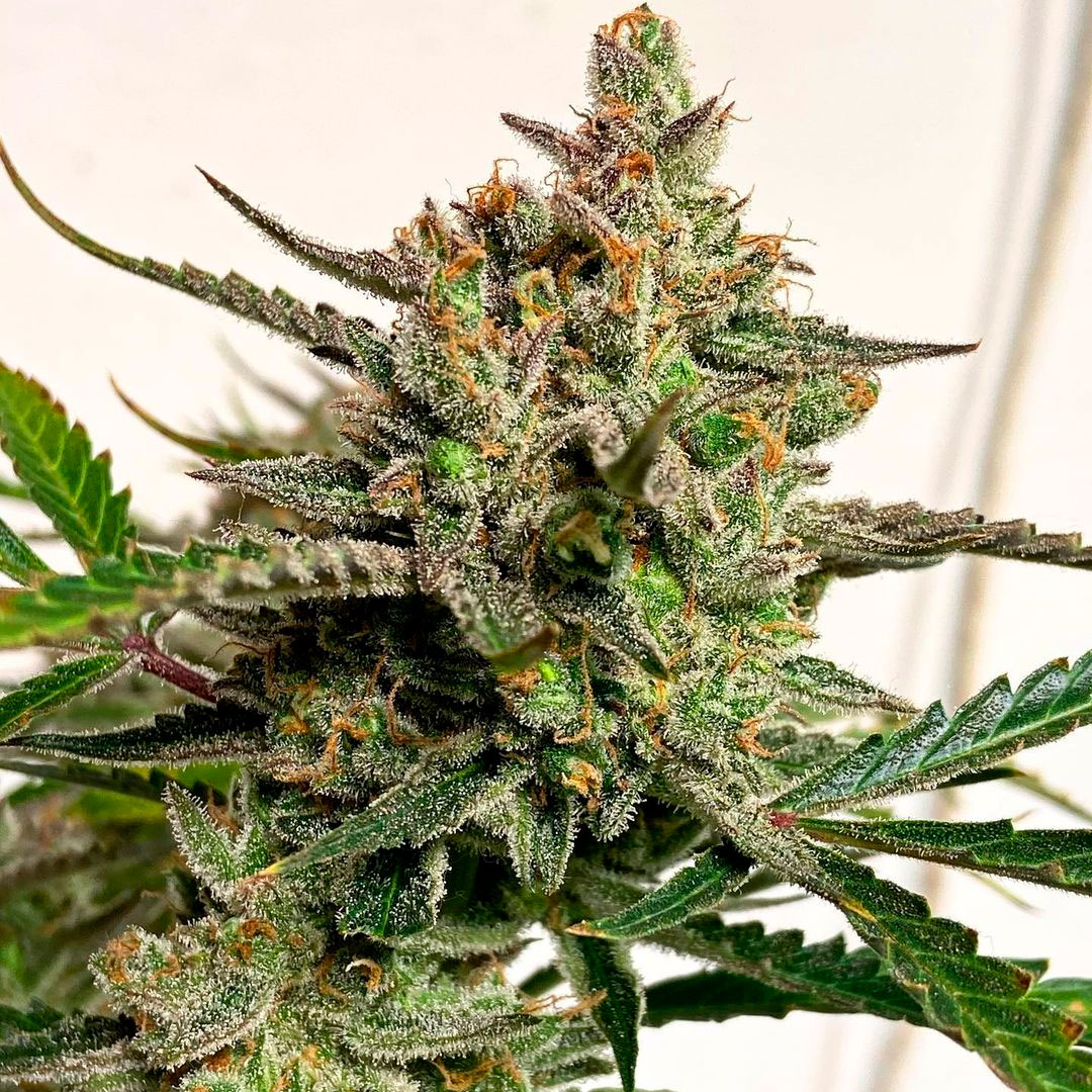 sweetseeds_es's tweet photo. 🧑🌾¿Buscas una variedad fácil de cultivar?
👃 ¿Buscas sabores revolucionarios?
📈 ¿Buscas una variedad de alta producción?
Entonces buscas a nuestra 🧀🌶️Sweet Cheese®️ (SWS19)
👉 https://t.co/fBZTEh2ndP 👈
Cuéntanos ¿ya la has probado?
#sweetseeds #sweetcheese #autocultivo https://t.co/ddO5Xh9m6N