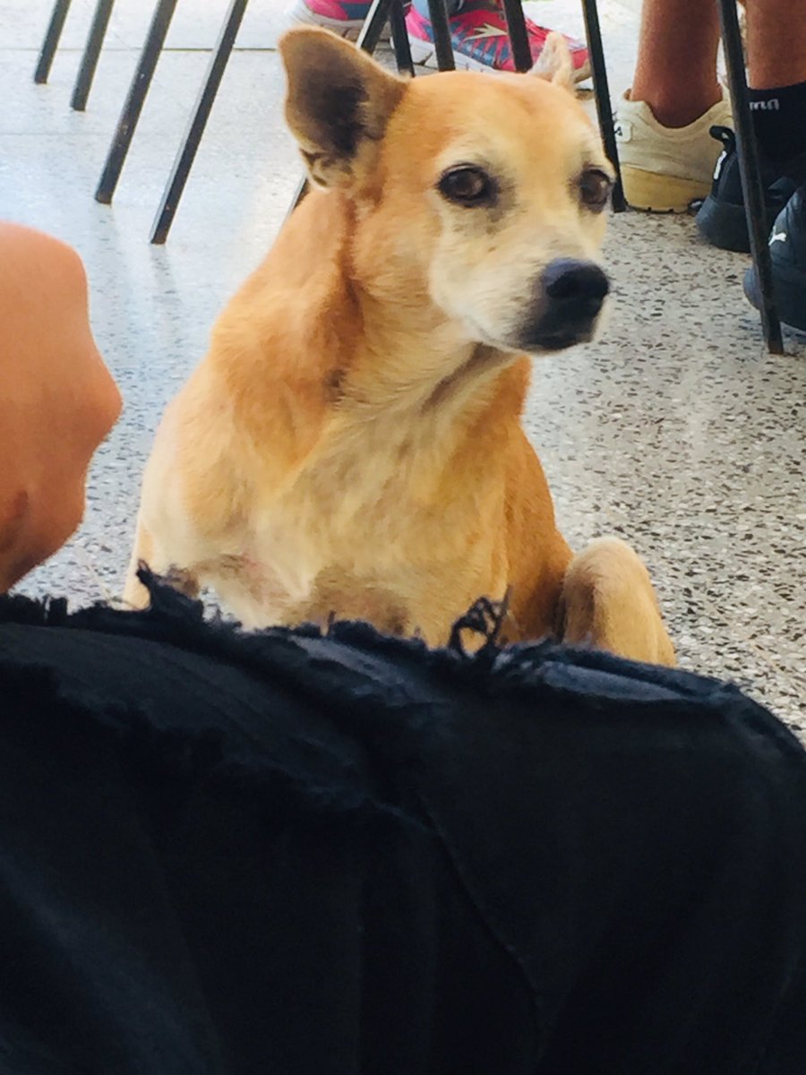Este perro 🐕 es guapo 😂😂
