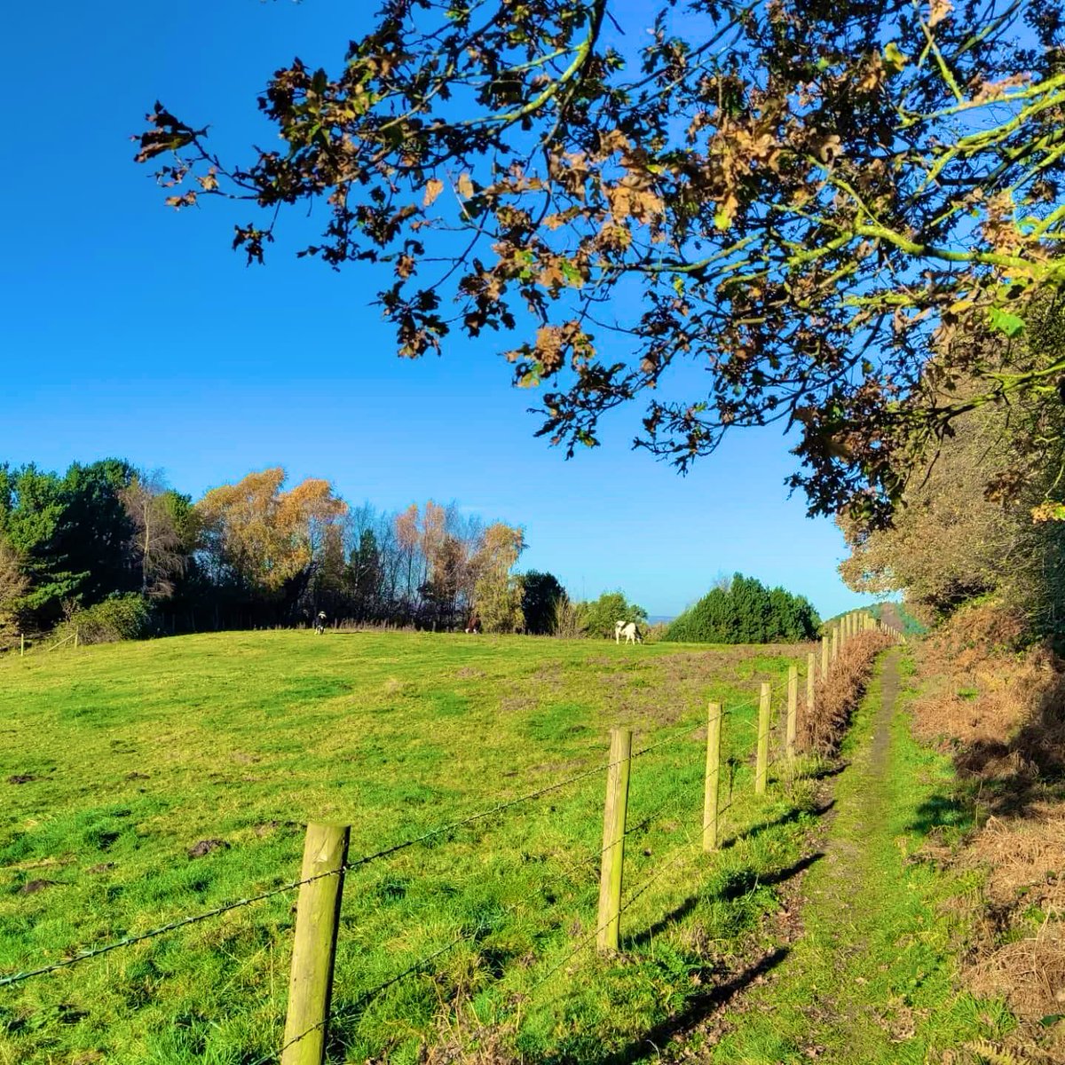 The Cheshire Sandstone Trail is only 5 miles from Trafford Hall. Why not stay with us and explore this 34 mile trail across Cheshire. 
@SandstoneTrail 
#walking #yhalivemore #chester #cheshire #yhachestertraffordhall #sandstonetrail #sandstonetrailcheshire #nature