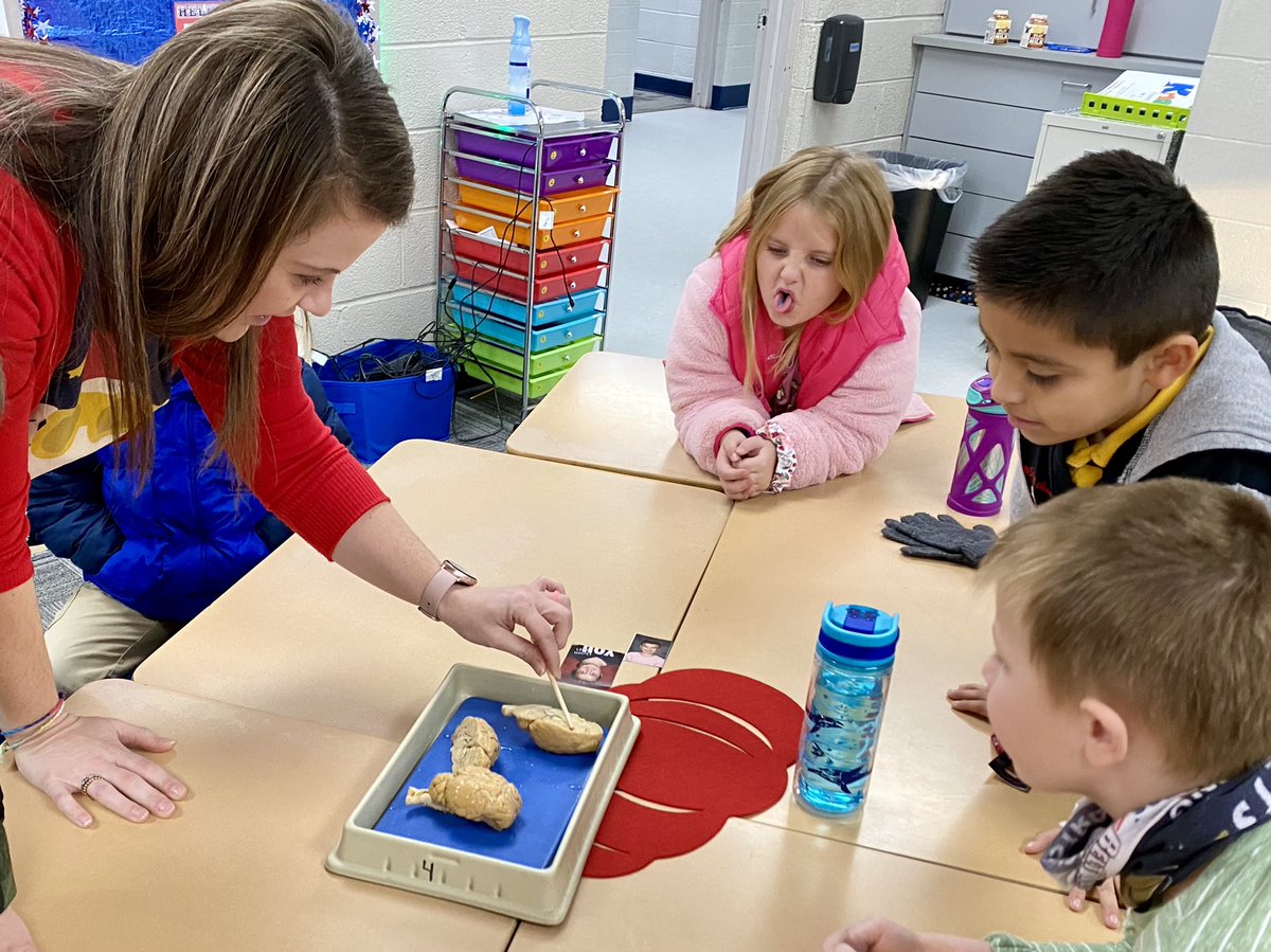 _rbrowning's tweet photo. Tuesday Morning Brain Lesson!!! Thank you Mr. Harman for sharing your sheep brains! @NorthElem1 @MrsMillerSSW @MrsBrothersNES #IAMWashington @desautels_phd https://t.co/hquhcM4oOZ