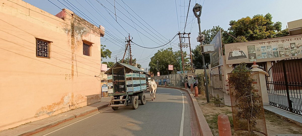deora_shubham's tweet photo. Go carting! Bullock power bus in Vrindavan. Children on their way to schools and back home enjoy these rides - singing loud and glorifying the names of godhead. Spiritual world. Epitome.
#Vrindavan #GoCarting #simplicity  #Spirituality #spiritualworld #Parikramamarg #Krsna #India https://t.co/g3Xm3Tyb49