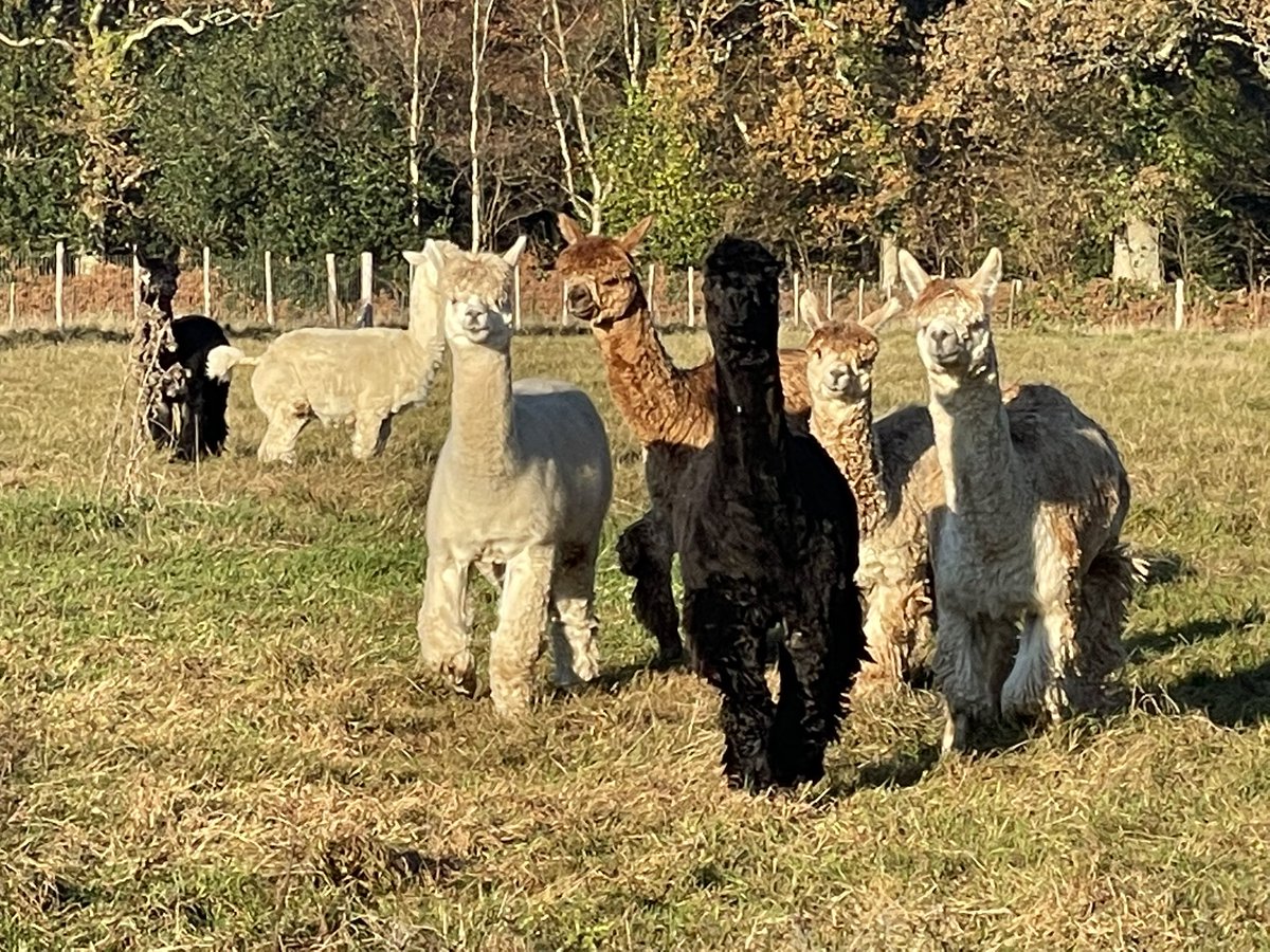 Slowhayessuri's tweet photo. Come and meet these fluffy guys and learn all about them and enjoy feeding them too. https://t.co/2DDJHfg9jI @ChrisGPackham @LindaNewForest https://t.co/mU8eegwlyY
