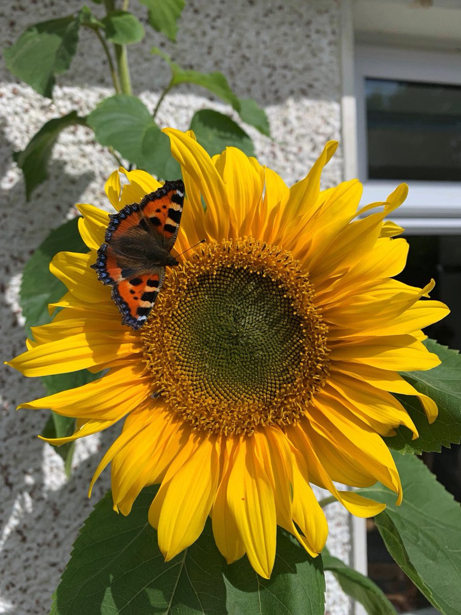 GardeningWell's tweet photo. Please support our small Irish enterprise by buying some of our sunflower seeds, support the pollinators and the planet by growing them.
All funds raised help us to grow and give away plants.  
#Sustainability #biodiversity 
https://t.co/qScE9yXGTS https://t.co/JSXaQeYGxP