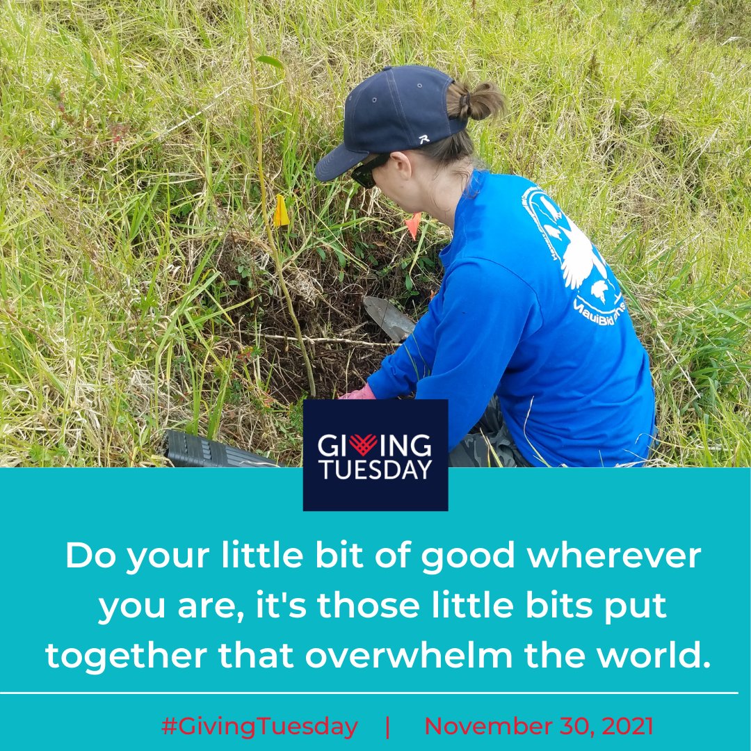 Help us do some good this year by celebrating #GivingTuesday on Nov. 30, 2021. Together we can make a difference! To donate or register for future volunteer opportunities visit mauiforestbirds.org/support/